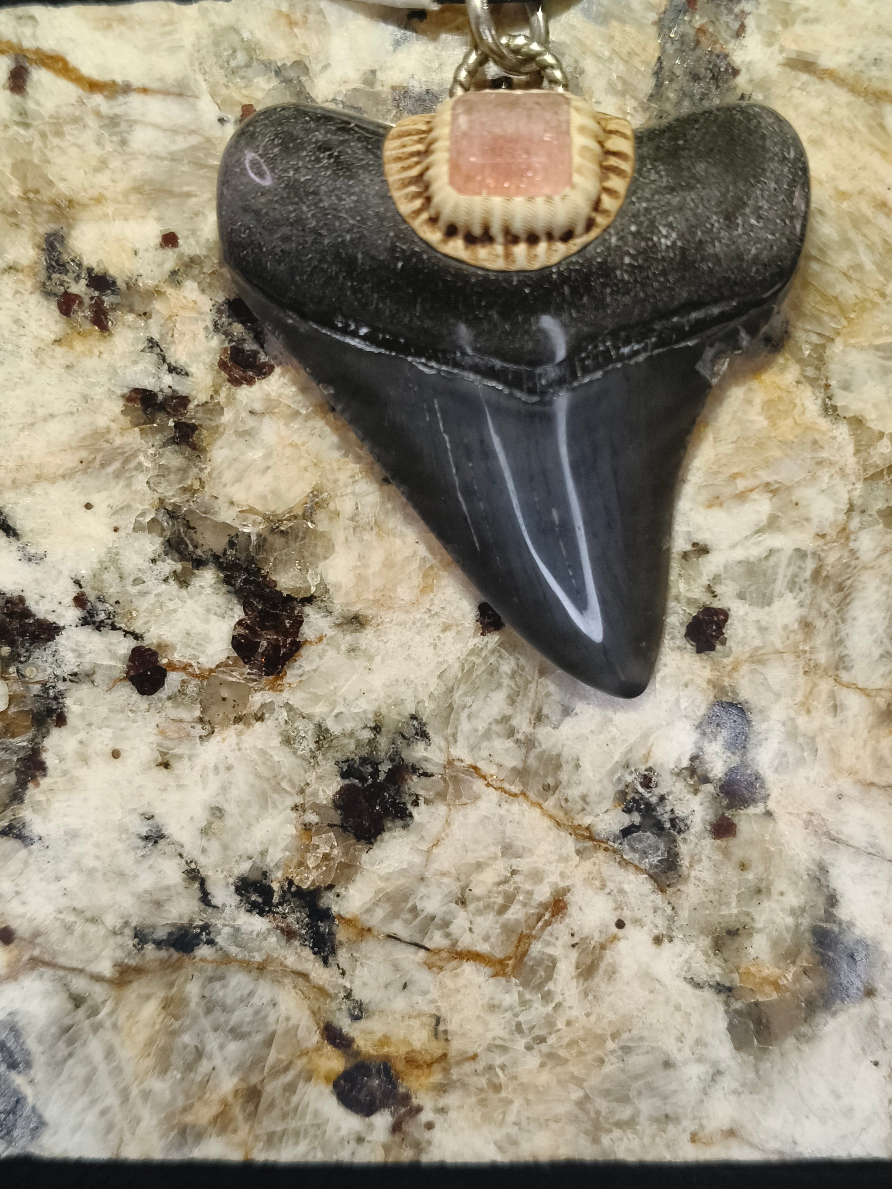 Fossil Tooth + Pink Titan Quarts