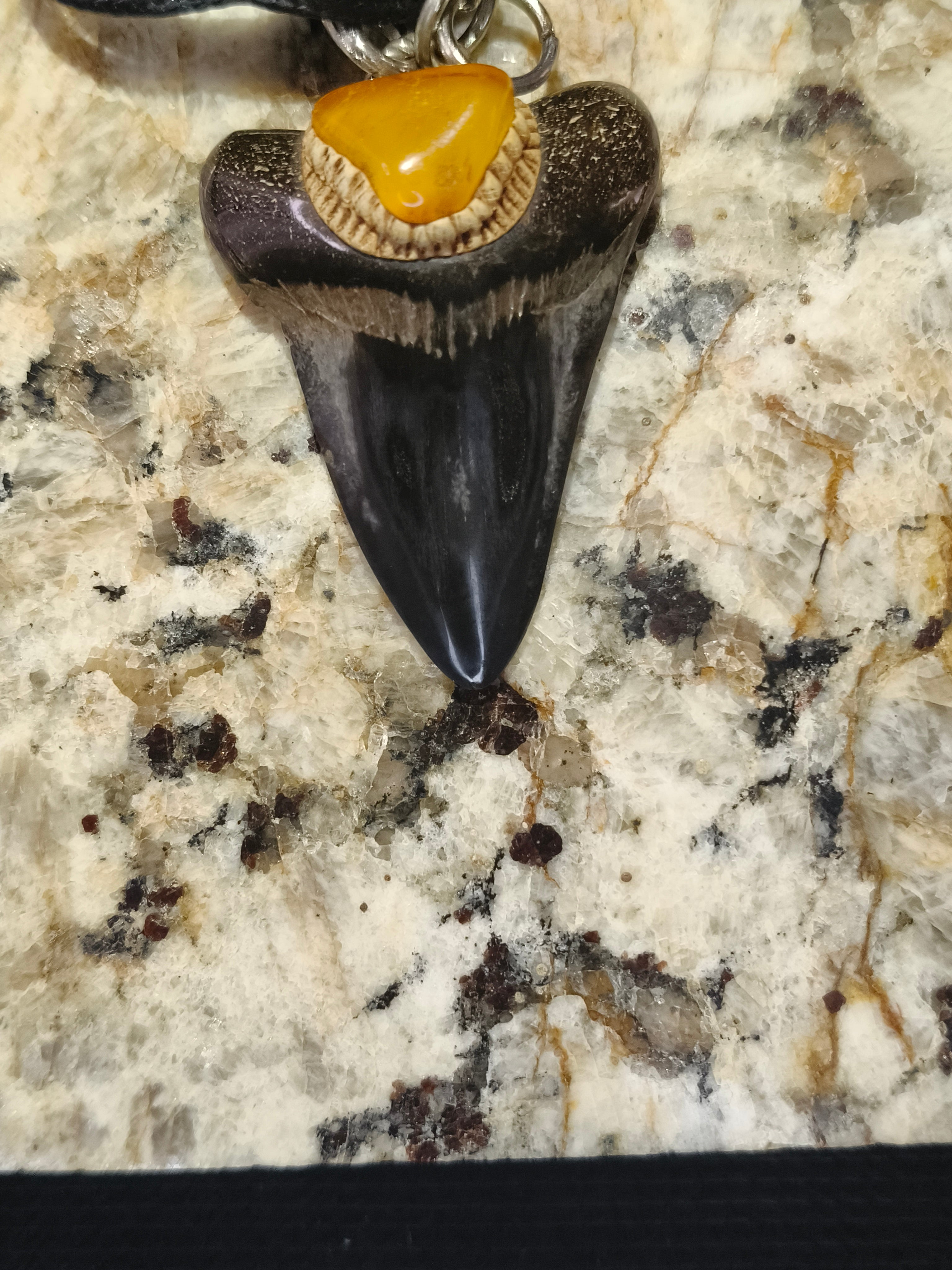 Fossil Tooth + Russian Baltic Amber