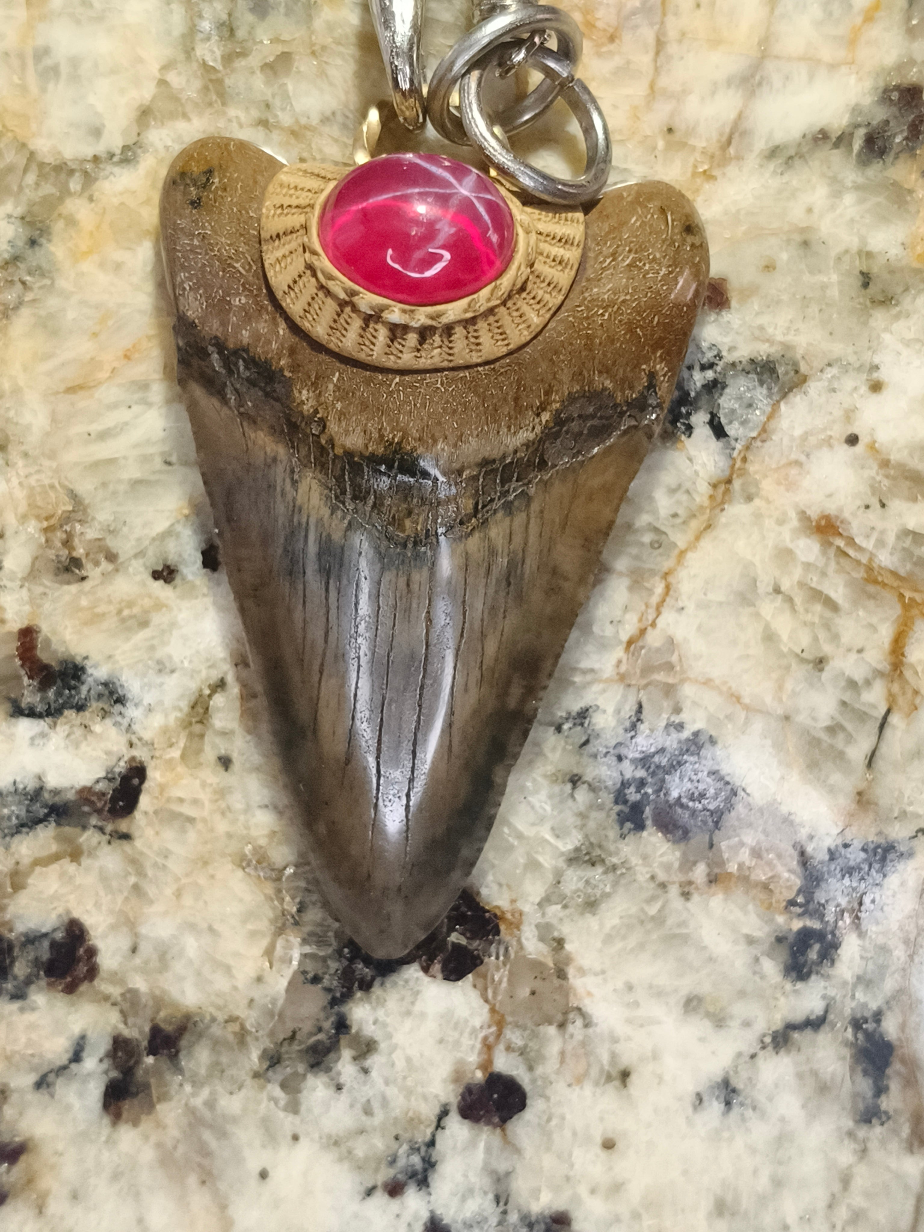 Fossil Tooth + Star Ruby