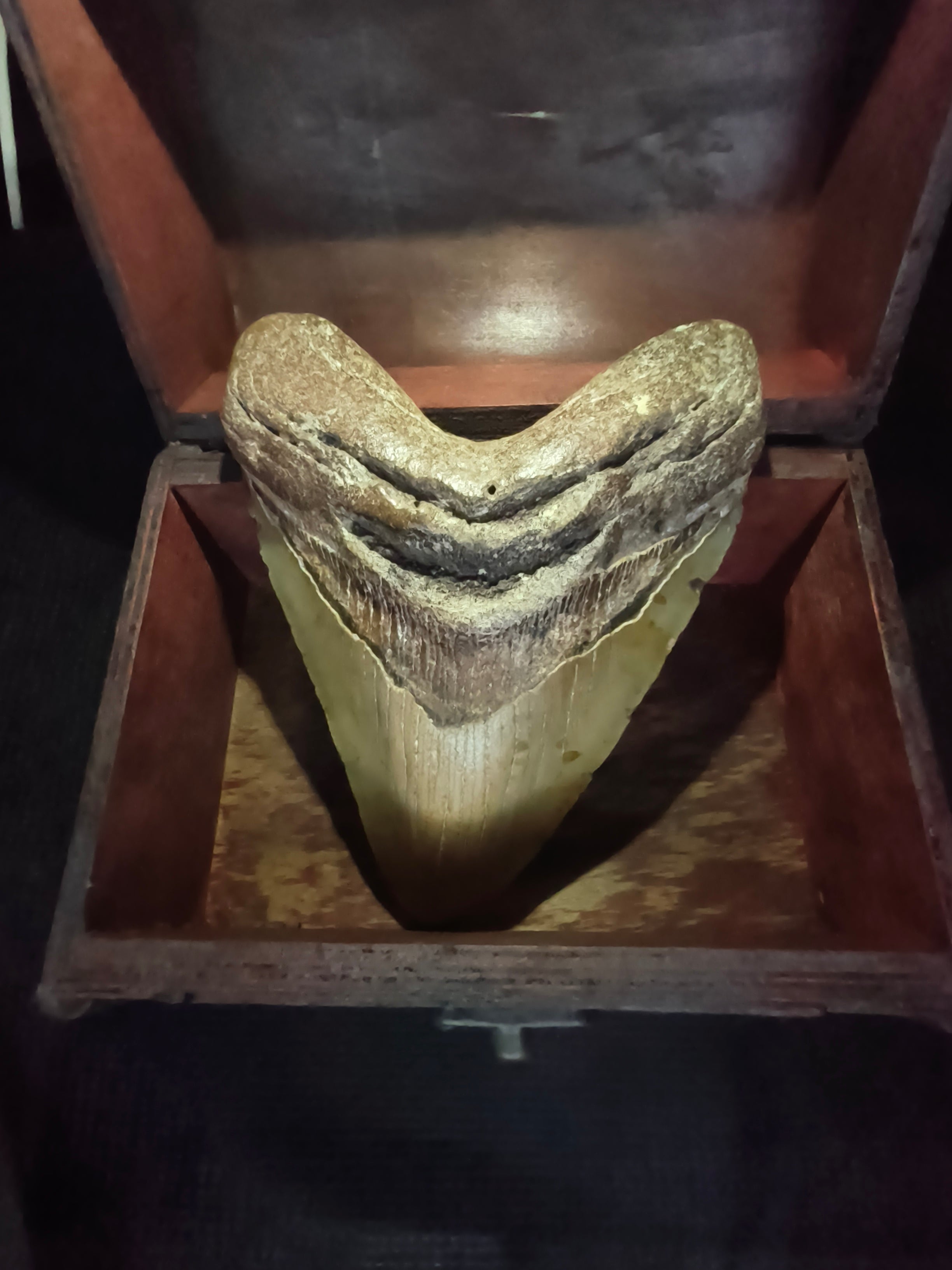 Fossil Megalodon Shark Tooth