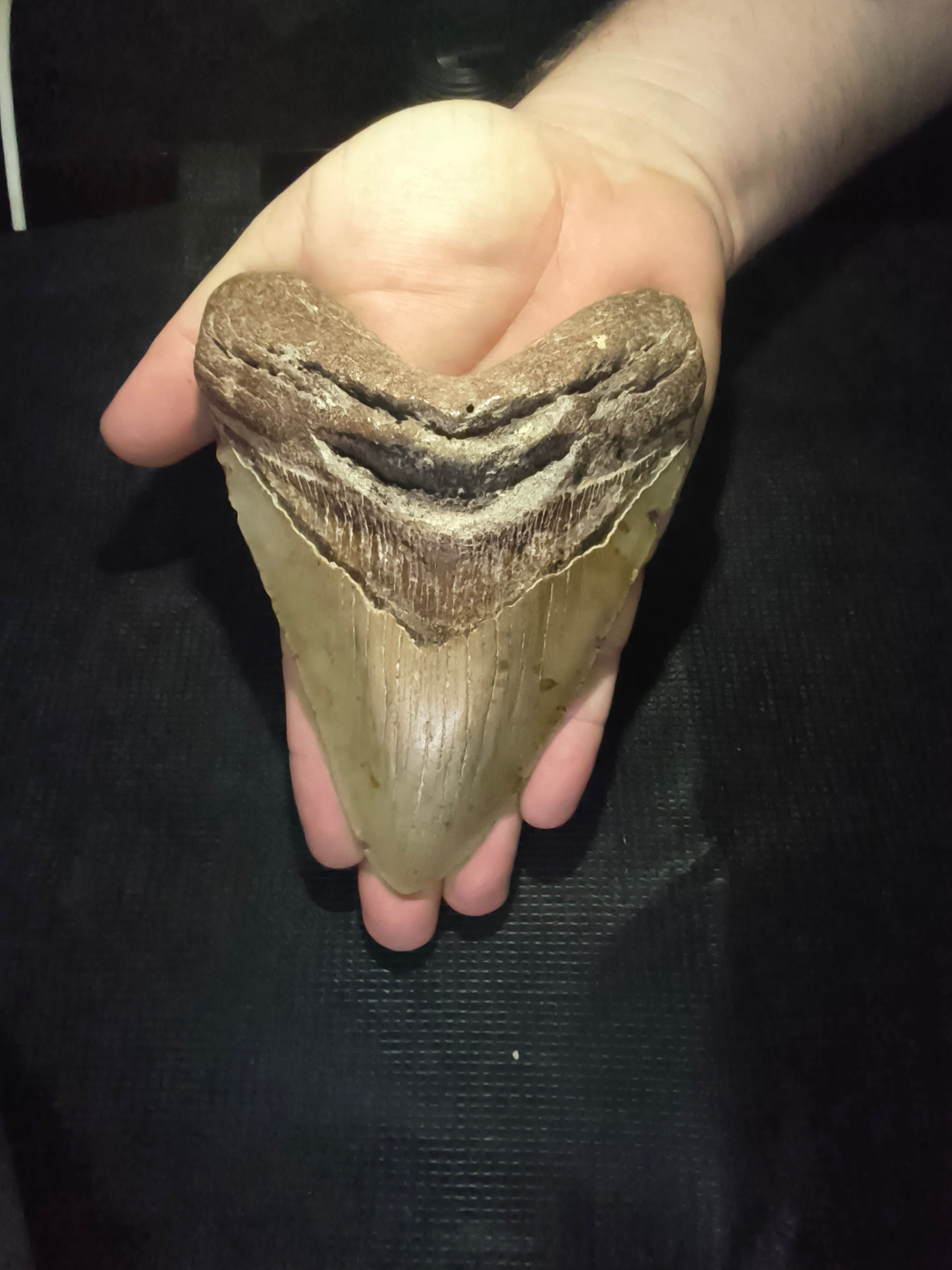 Fossil Megalodon Shark Tooth