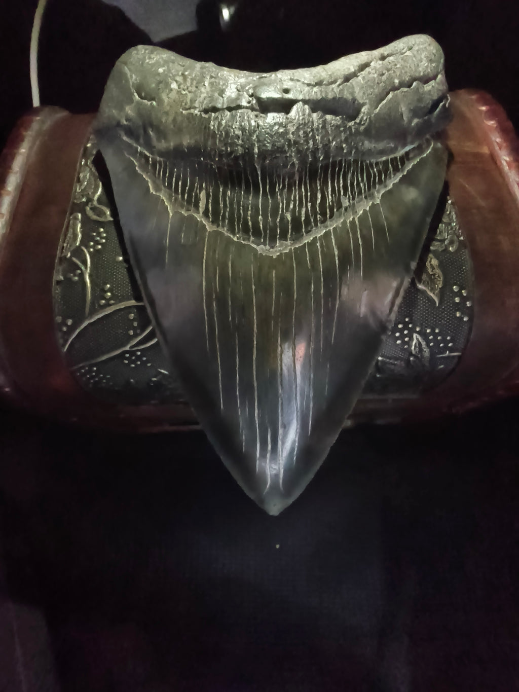 Fossil Megalodon Shark Tooth