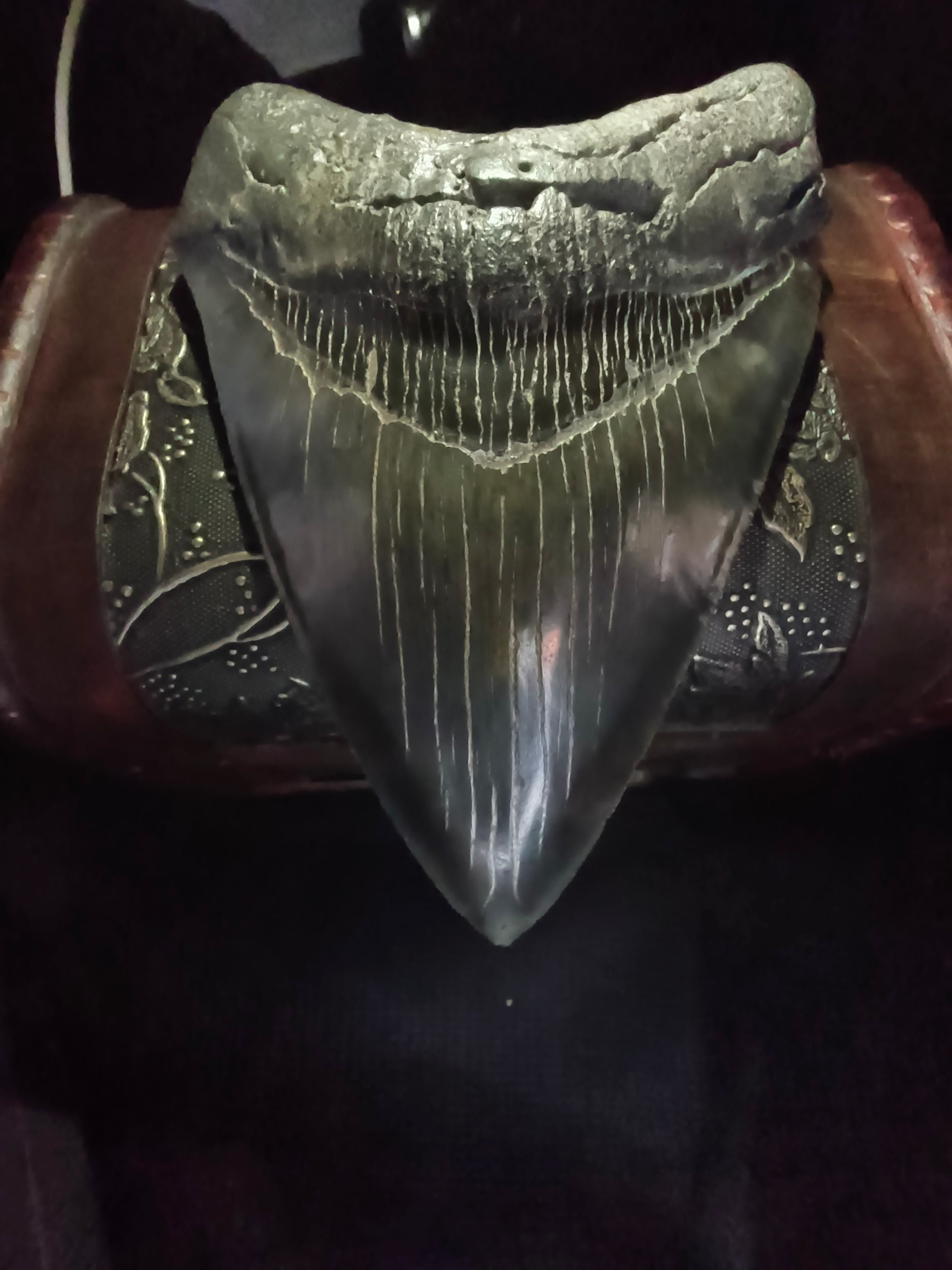 Fossil Megalodon Shark Tooth