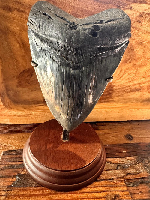 Fossil Megalodon Shark Tooth