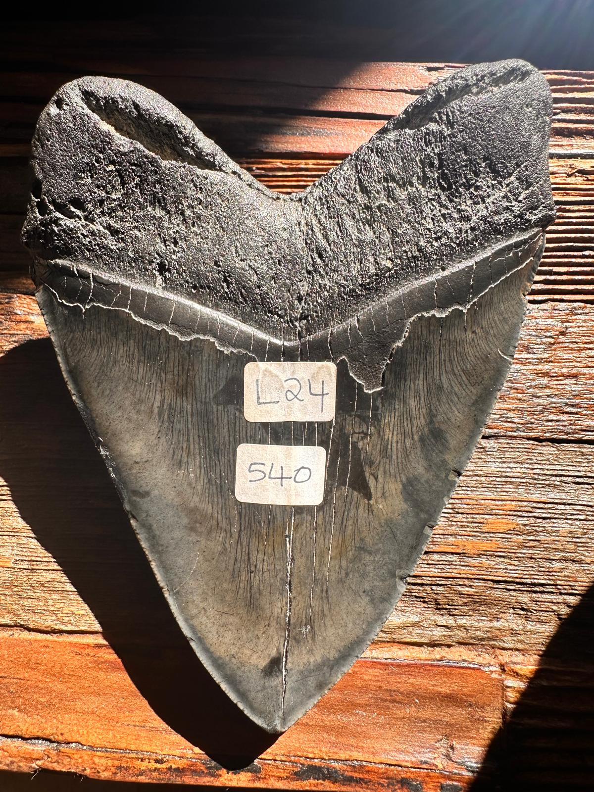 Fossil Megalodon Shark Tooth