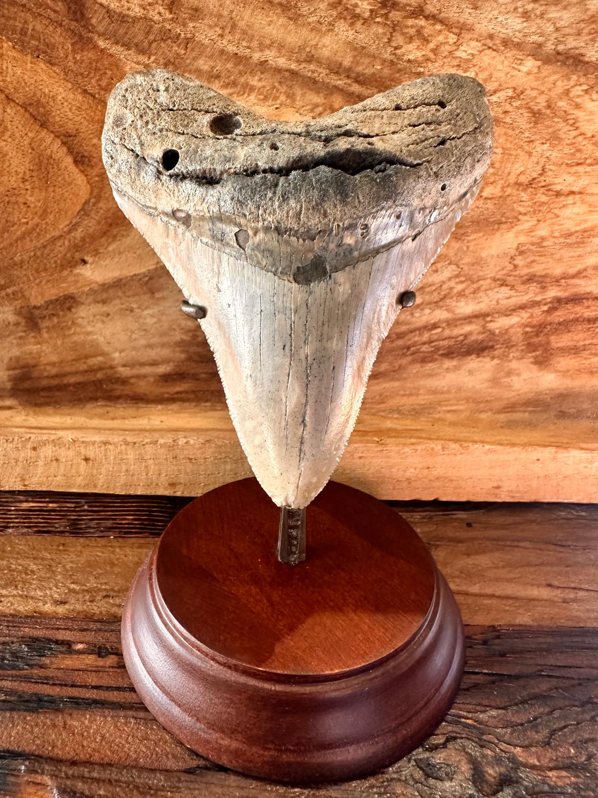 Fossil Megalodon Shark Tooth