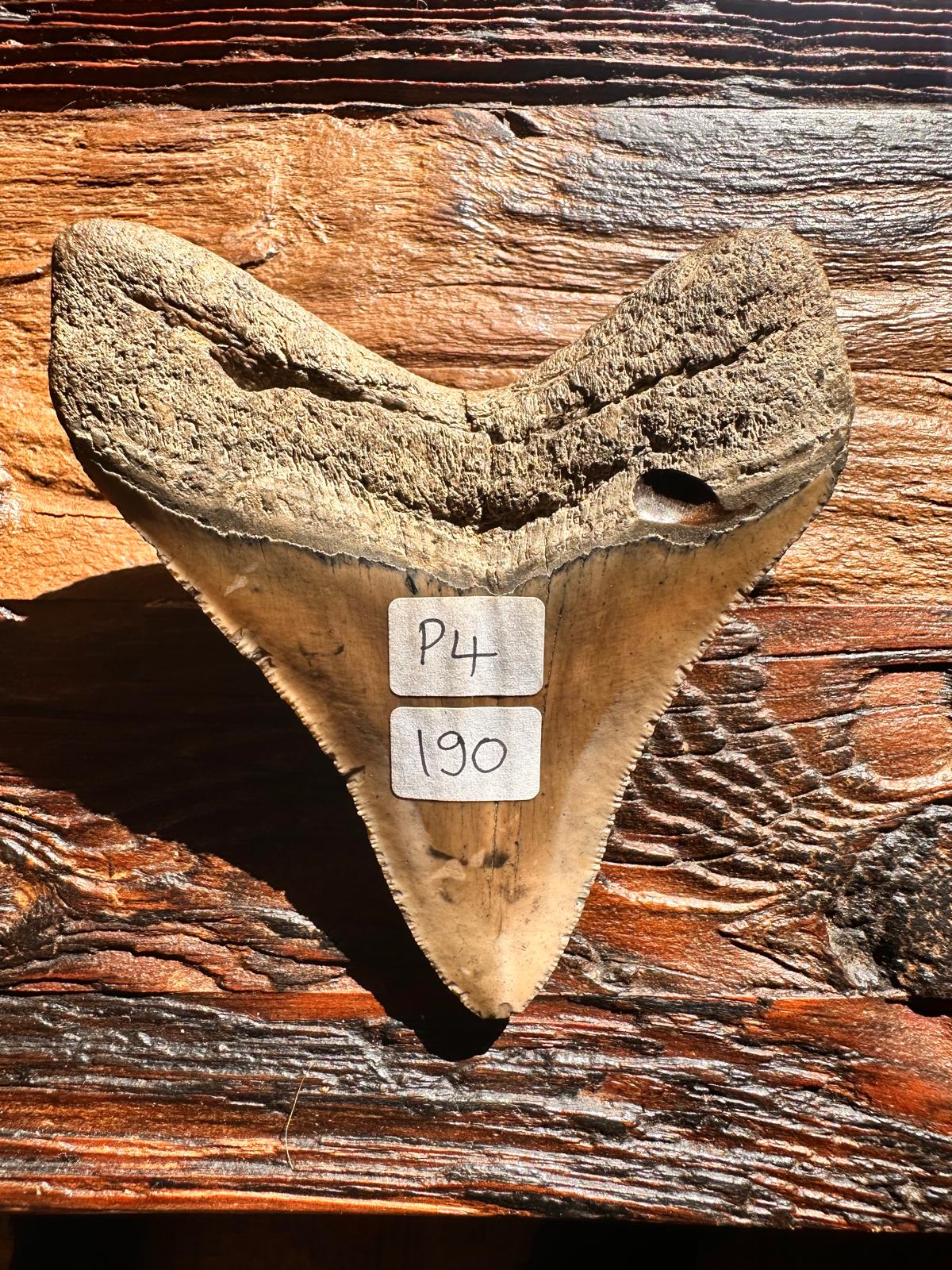 Fossil Megalodon Shark Tooth