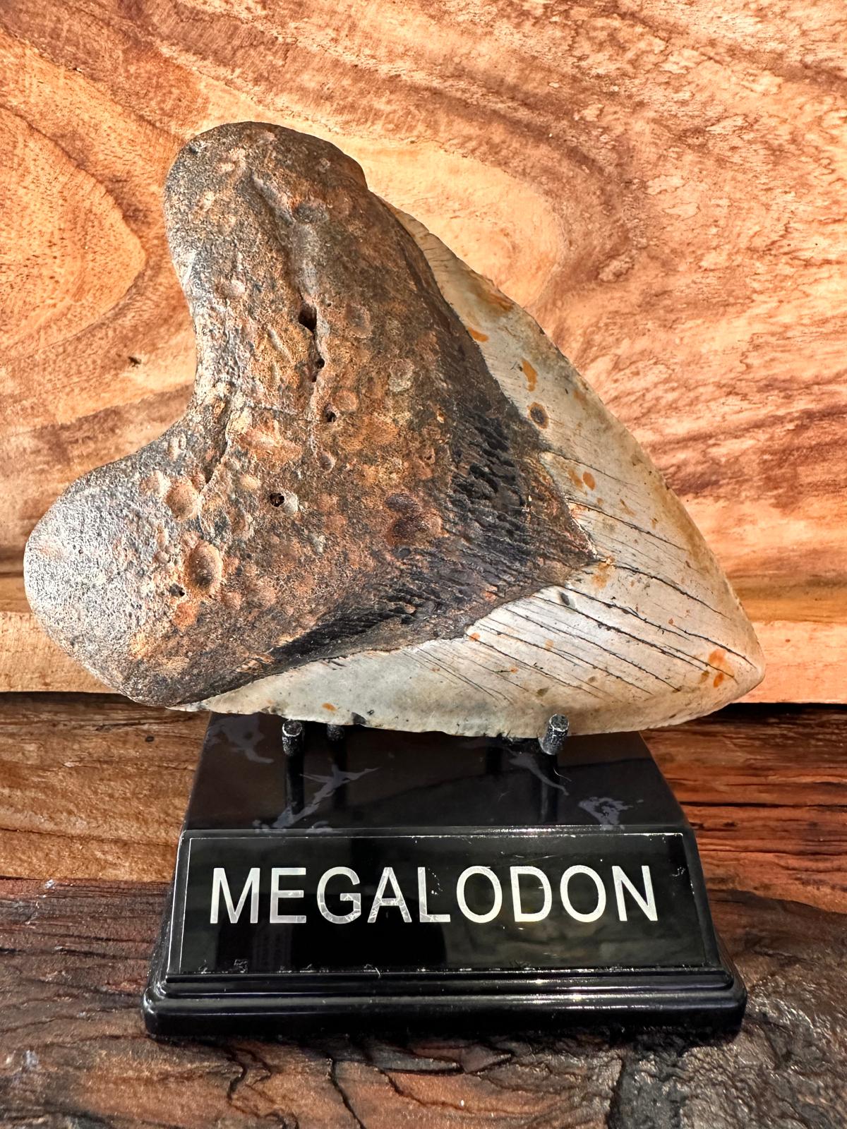 Fossil Megalodon Shark Tooth