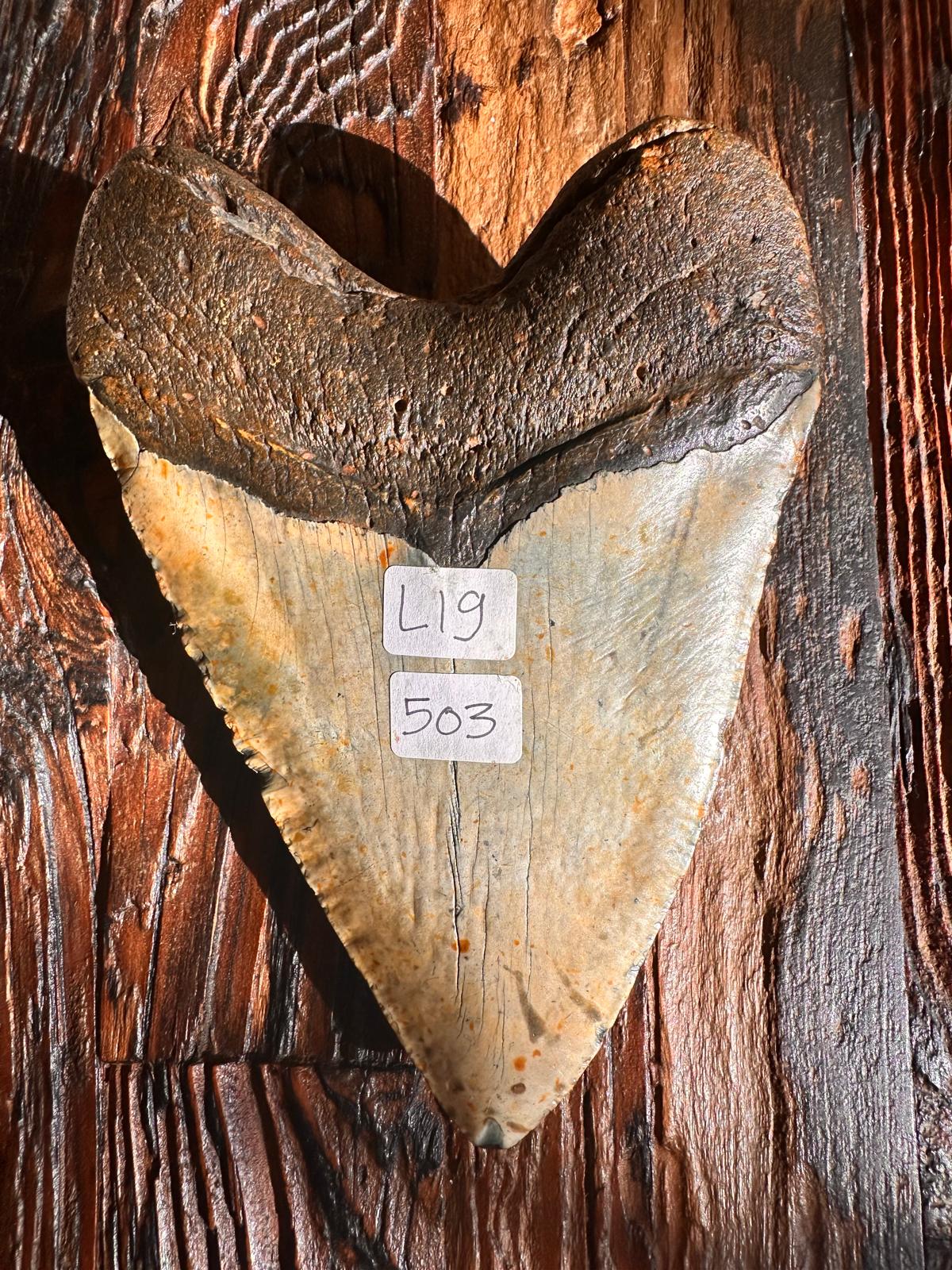 Fossil Megalodon Shark Tooth