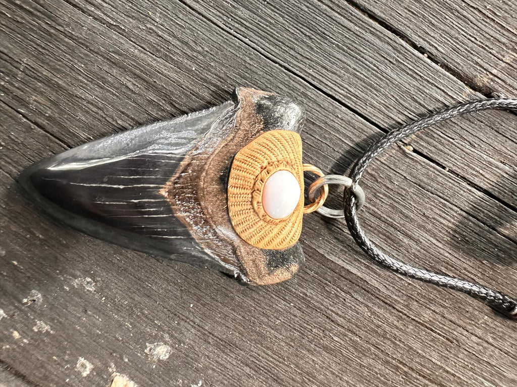 Fossil Tooth + Bahamian Conch