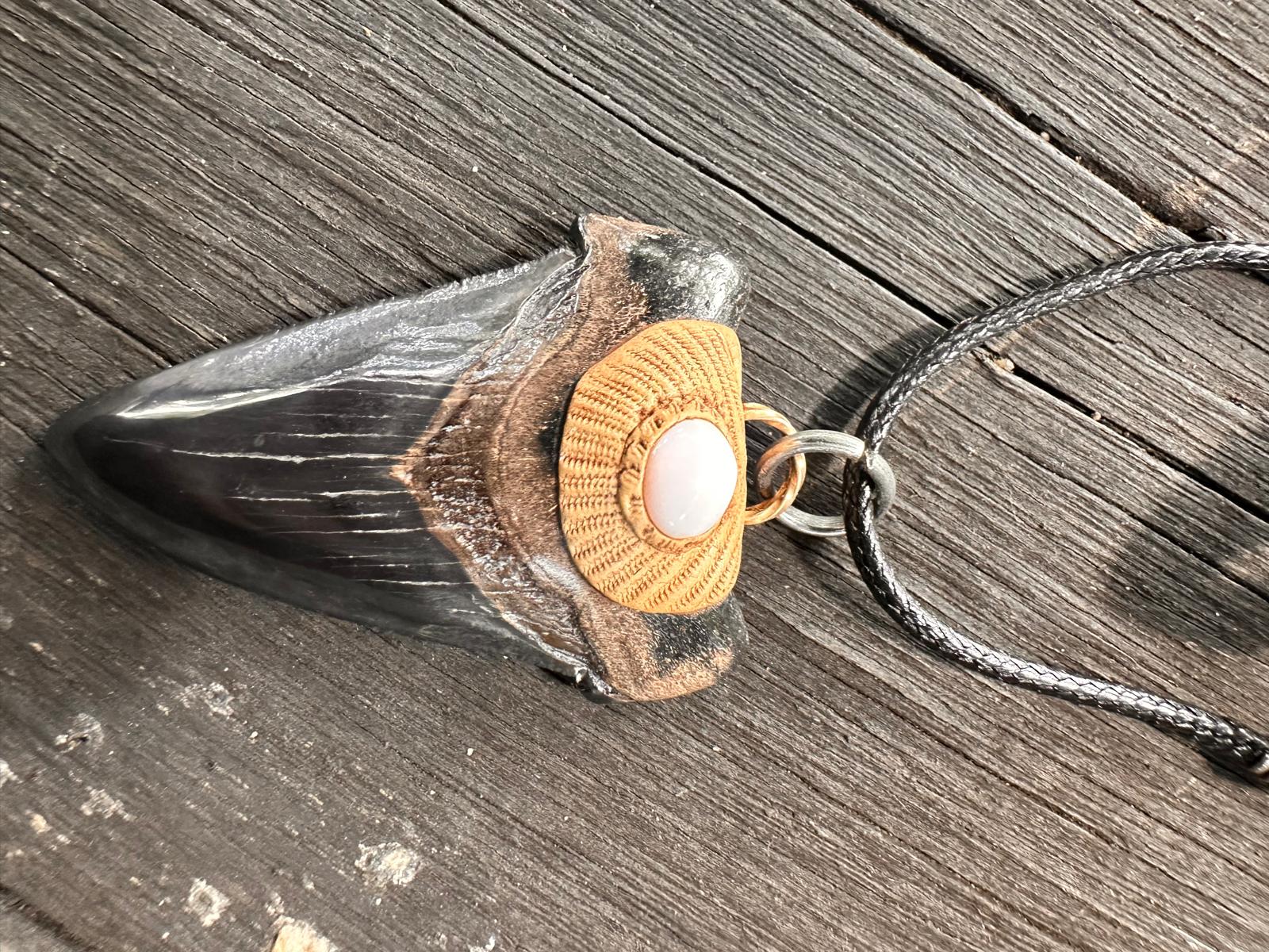 Fossil Tooth + Bahamian Conch