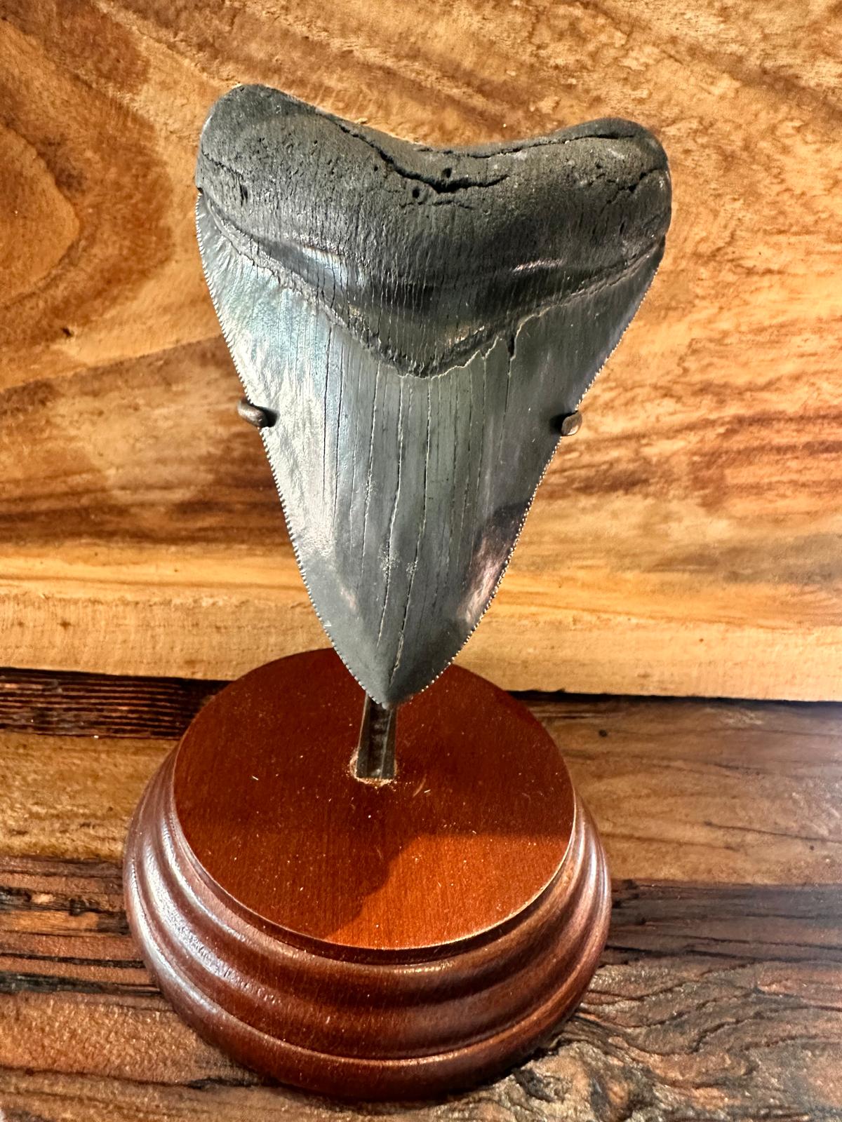 Fossil Megalodon Shark Tooth
