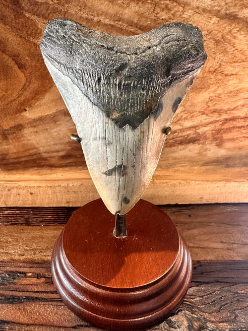 Fossil Megalodon Shark Tooth