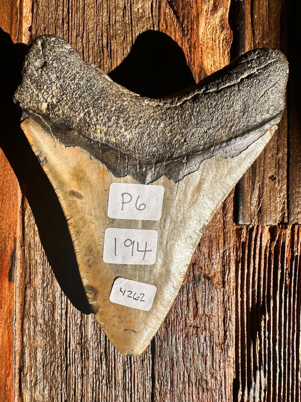 Fossil Megalodon Shark Tooth