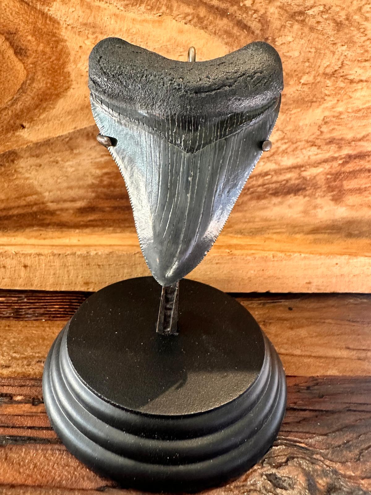 Fossil Megalodon Shark Tooth