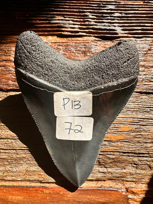 Fossil Megalodon Shark Tooth