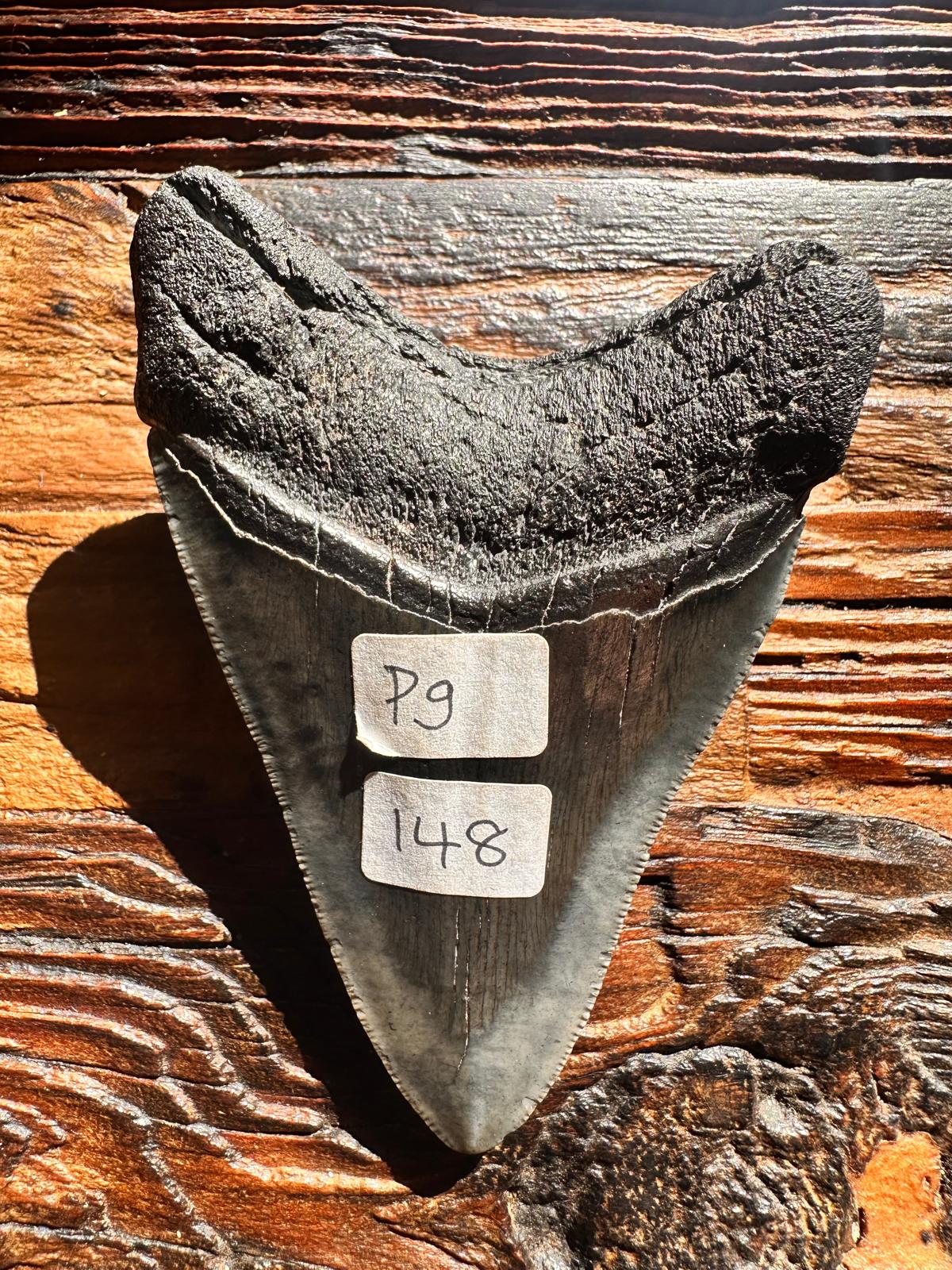 Fossil Megalodon Shark Tooth