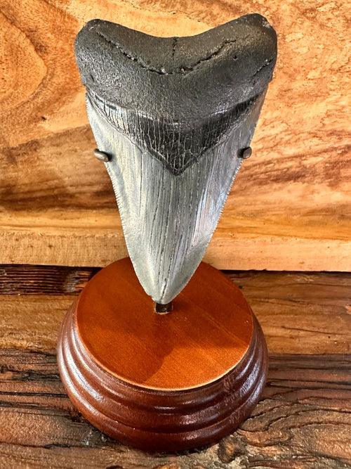 Fossil Megalodon Shark Tooth