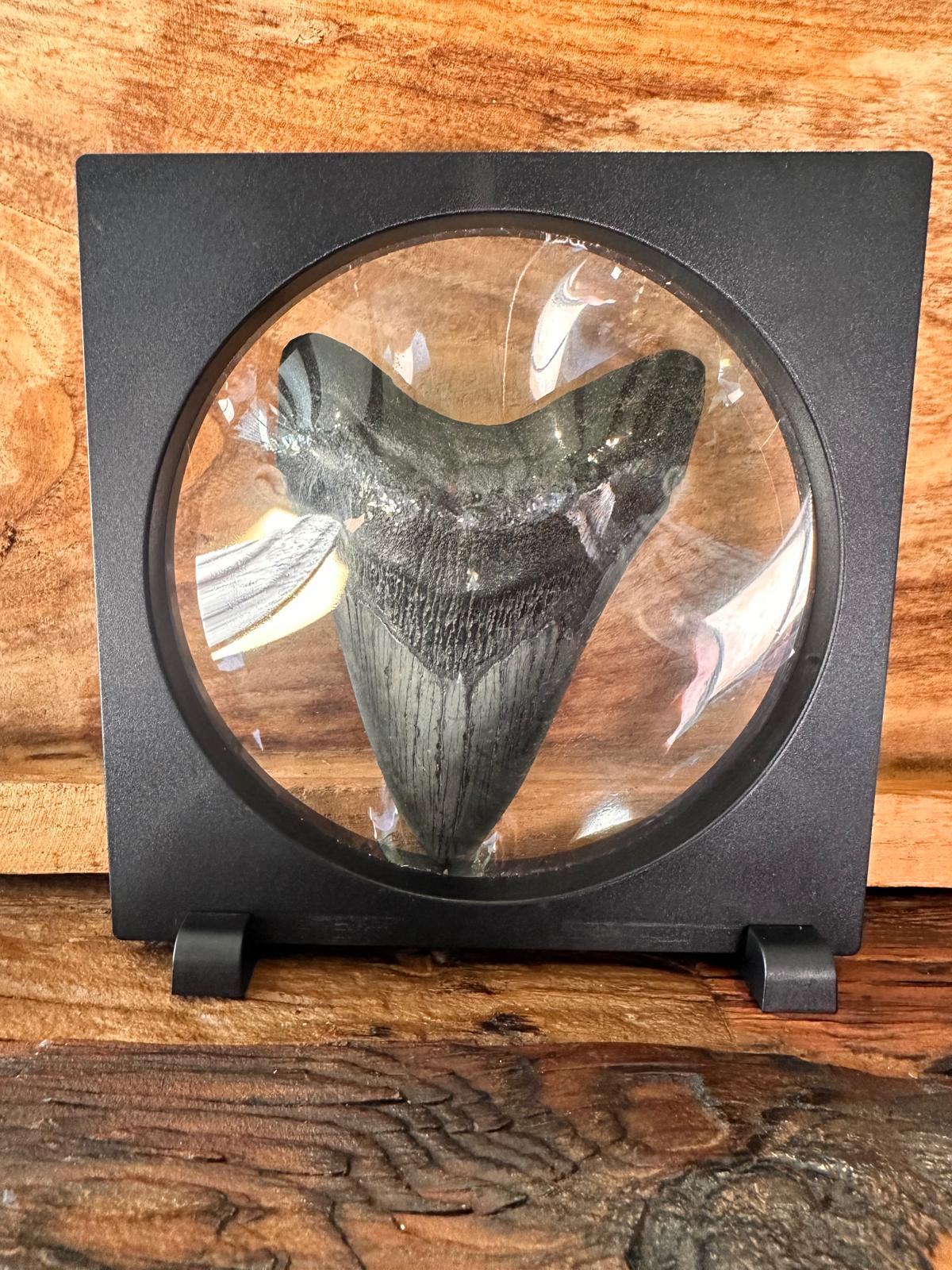 Fossil Megalodon Shark Tooth