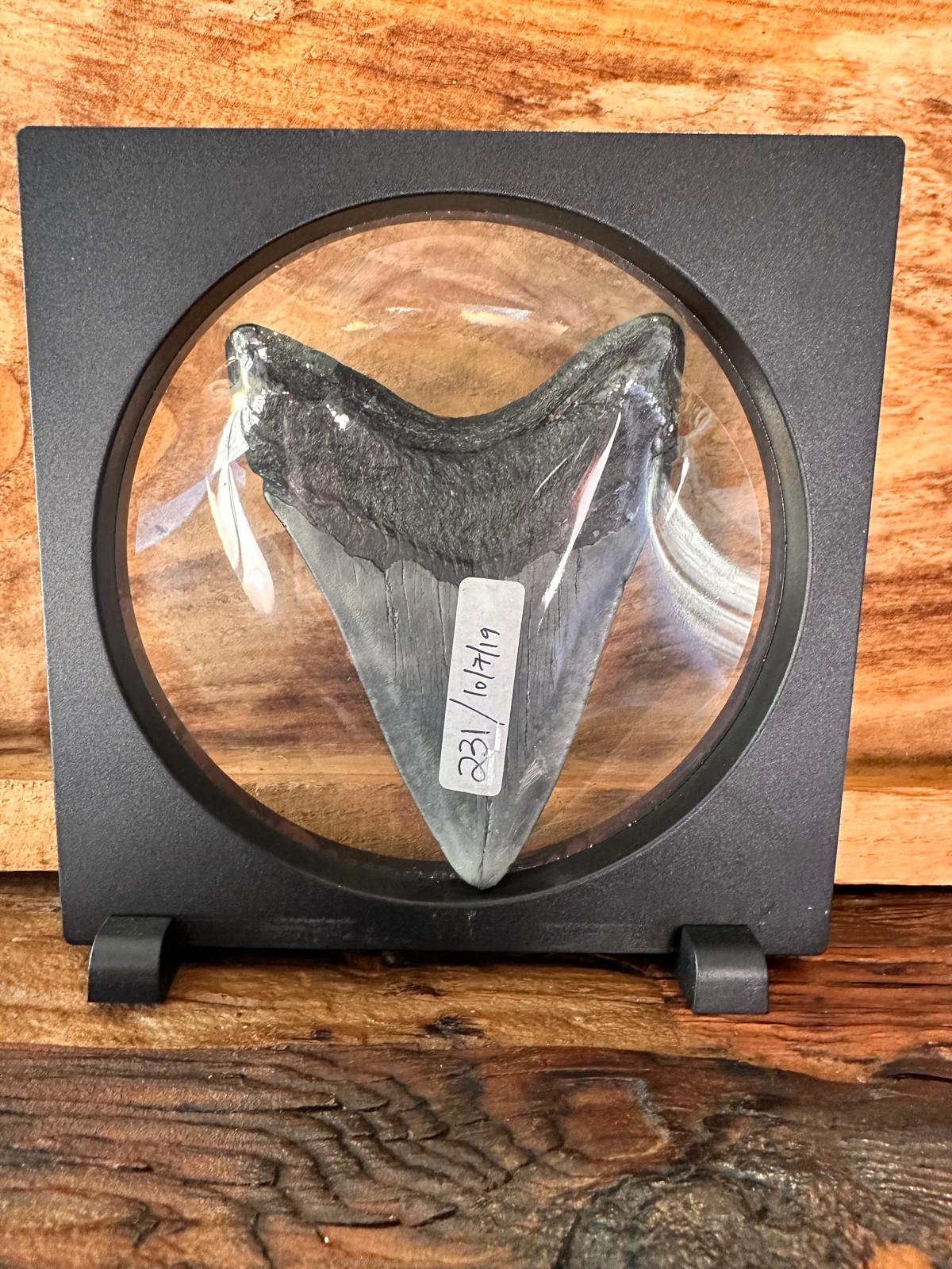 Fossil Megalodon Shark Tooth
