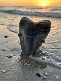 Fossil Megalodon Shark Tooth